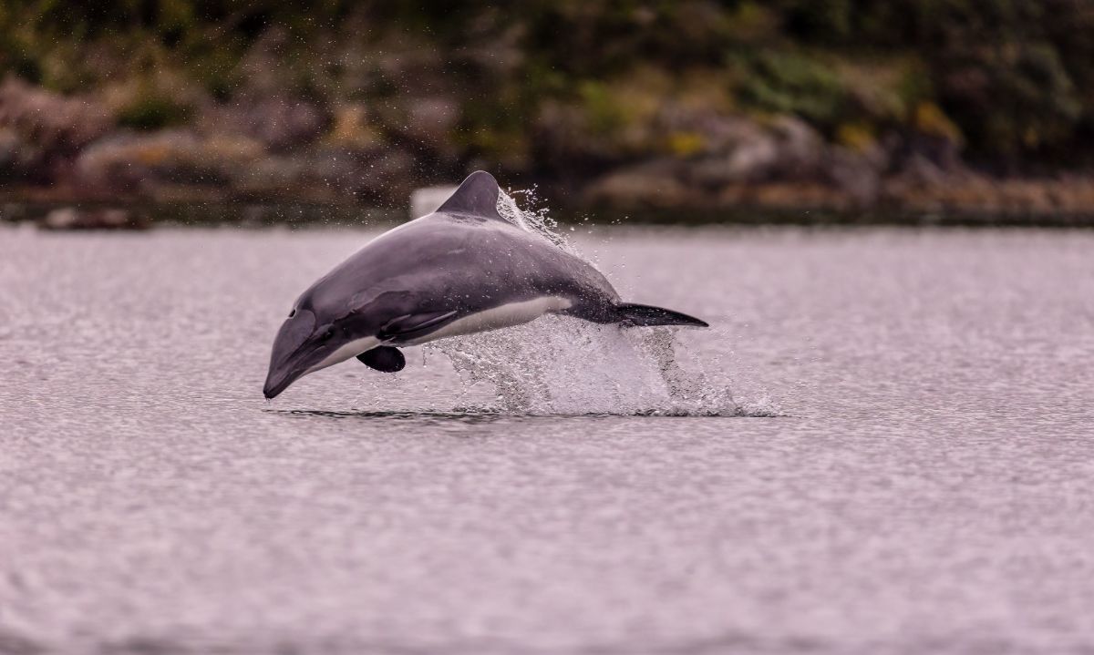 COP 16: Greenpeace destaca la importancia de proteger la biodiversidad de Chile 