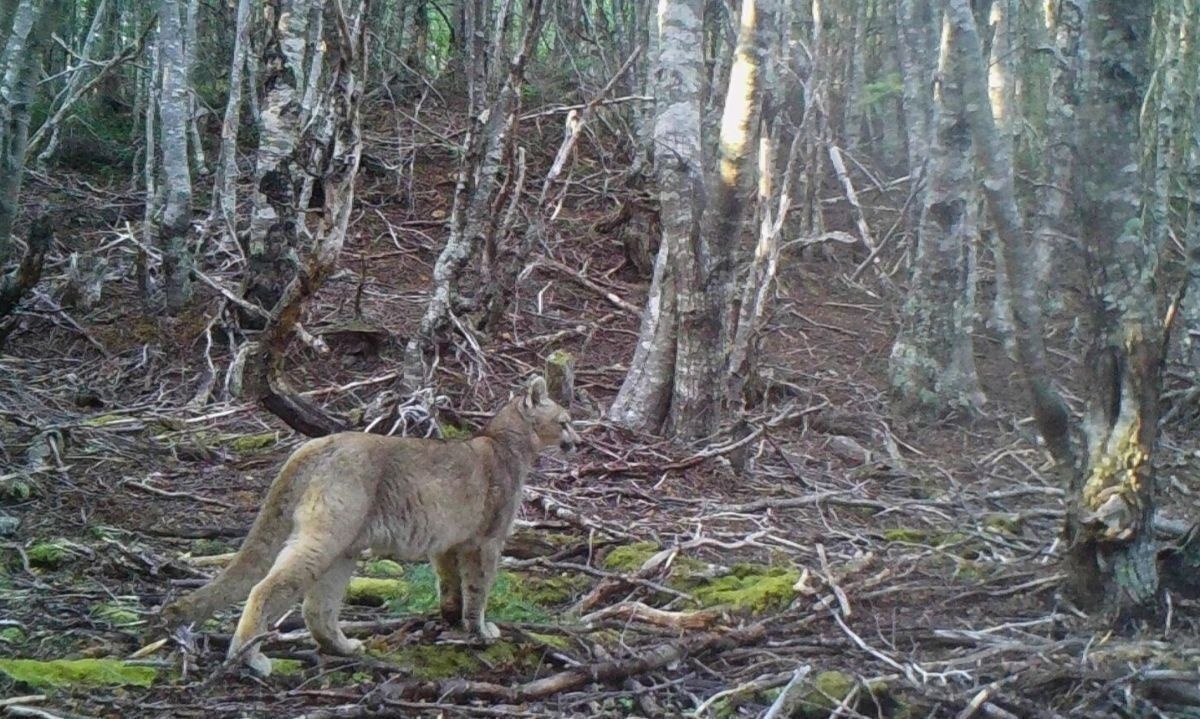 Inédito: detectan presencia de cachorro de puma en la Reserva Nacional Magallanes 