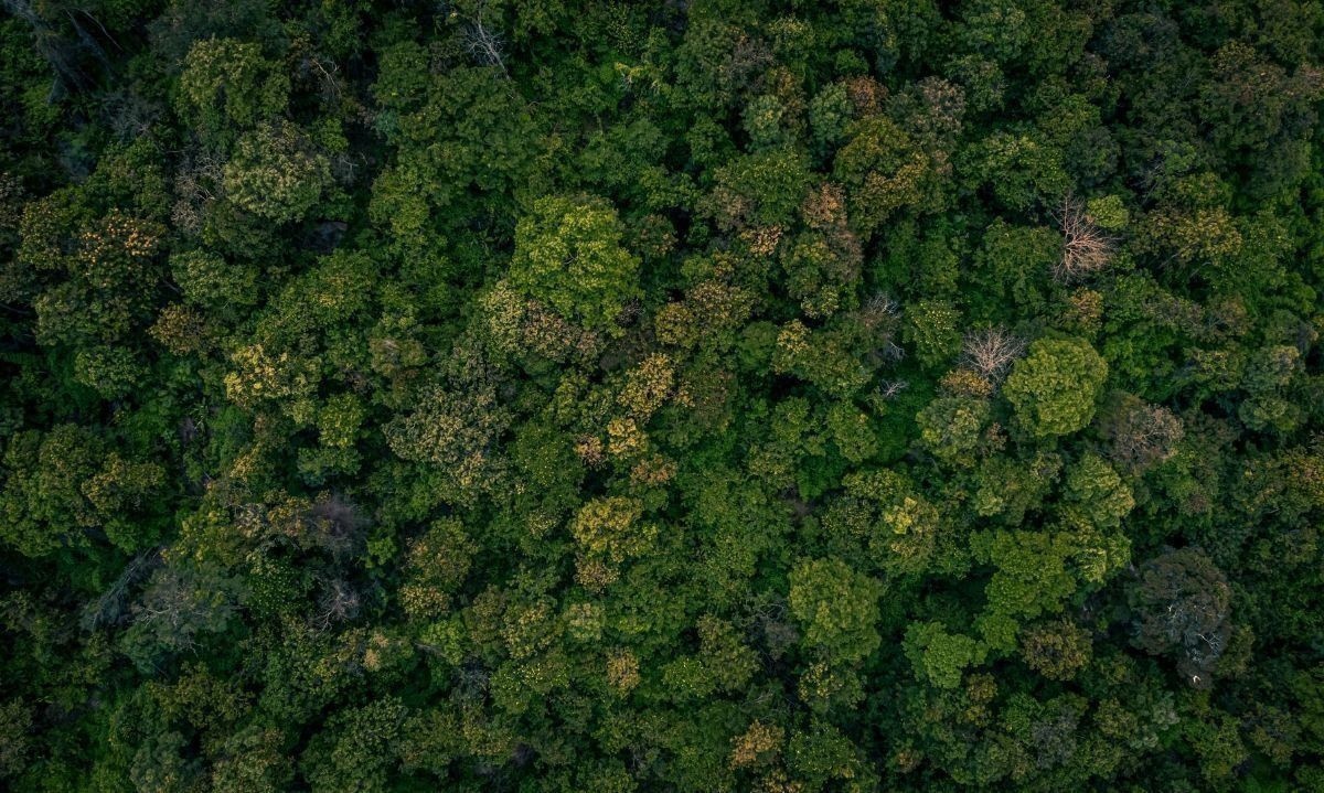 El 70% del bosque nativo en Chile se encuentra privatizado: opciones que se impulsan para su resguardo