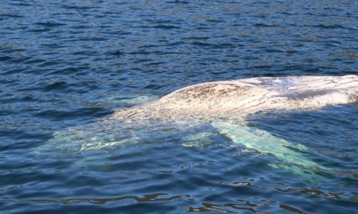 Investigan a empresas salmoneras tras muerte de ballenas en áreas protegidas de Magallanes y Aysén 