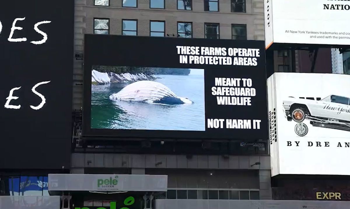 Llamado a la acción: pantallas gigantes de Nueva York proyectan a ballenas muertas en la patagonia 