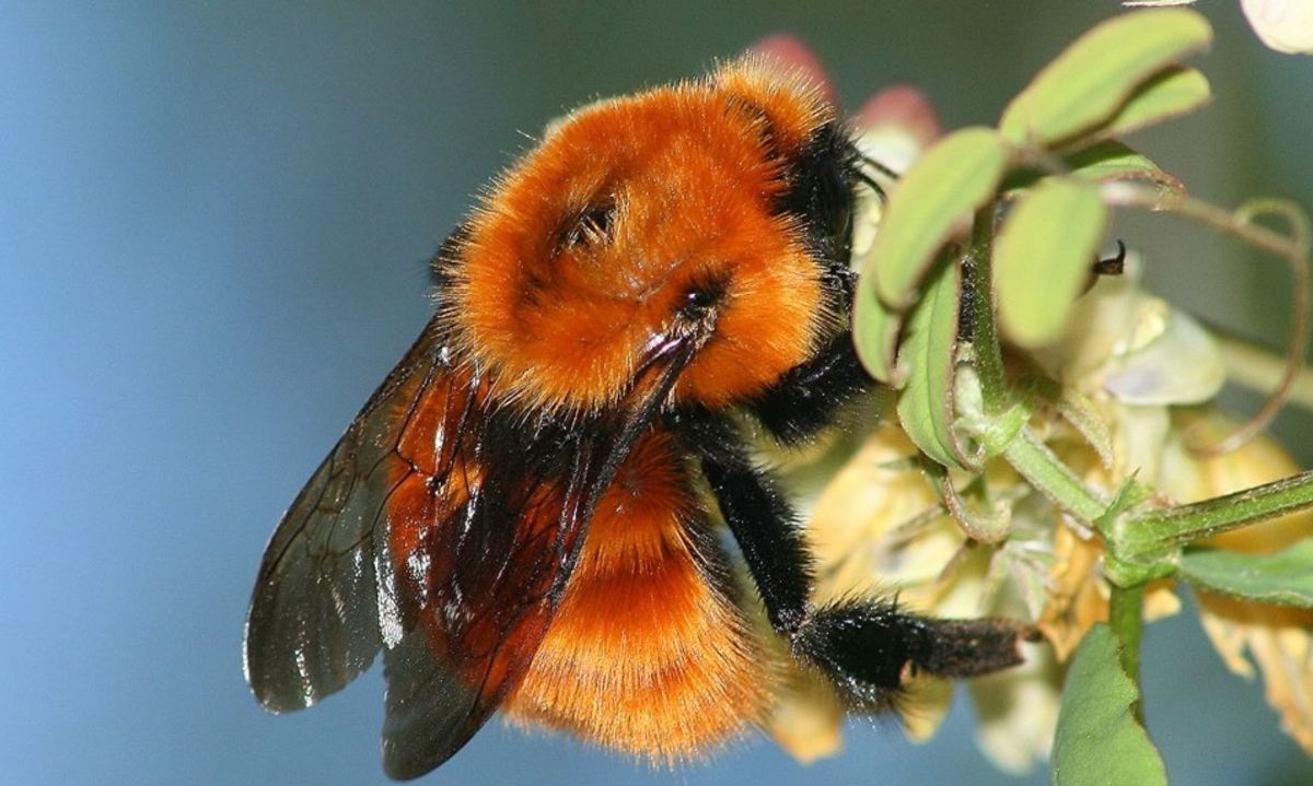 Nuevo proceso de Clasificación de Especies ya está abierto a la ciudadanía