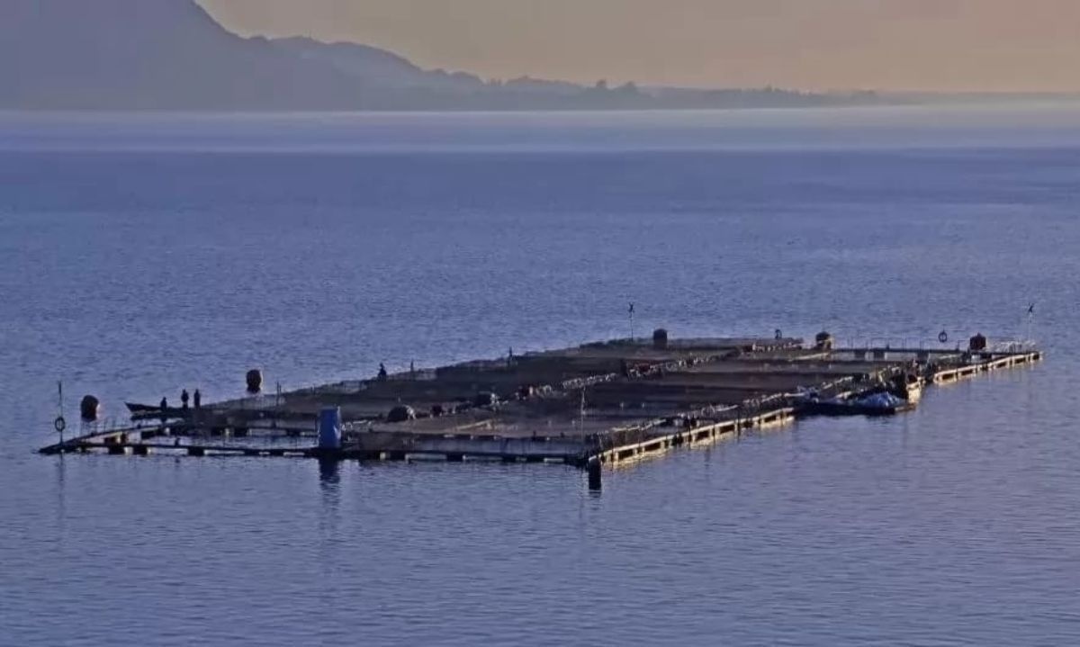 Informe aborda impacto ambiental de 30 años de salmoneras en áreas protegidas de Aysén