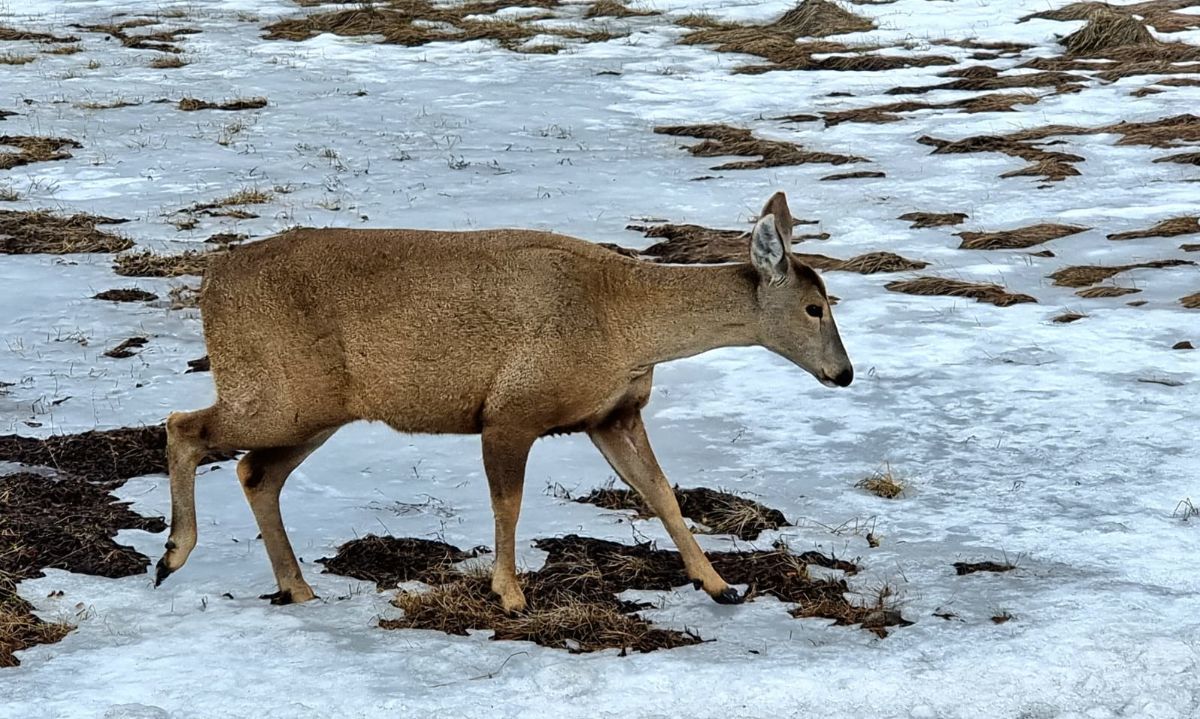 Refuerzan llamado a tenencia responsable de mascotas tras ataque a huemul en parque Cerro Castillo
