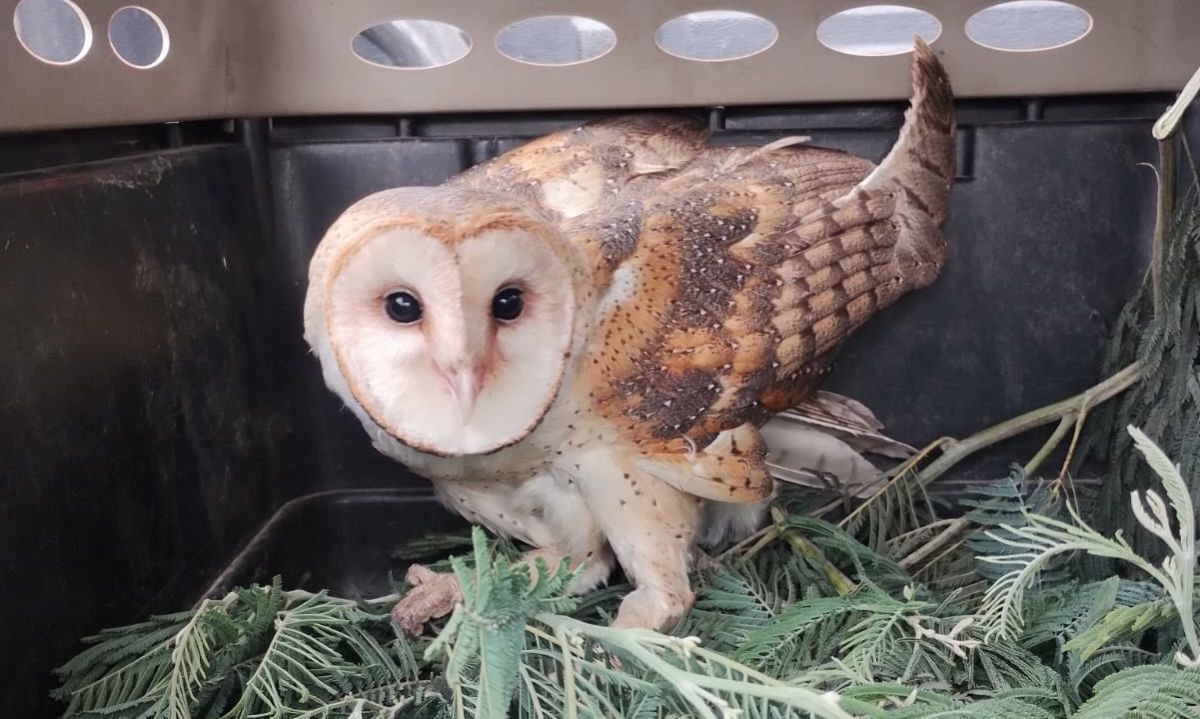 Reinsertan a su hábitat natural a cinco ejemplares de aves silvestres en el Biobío