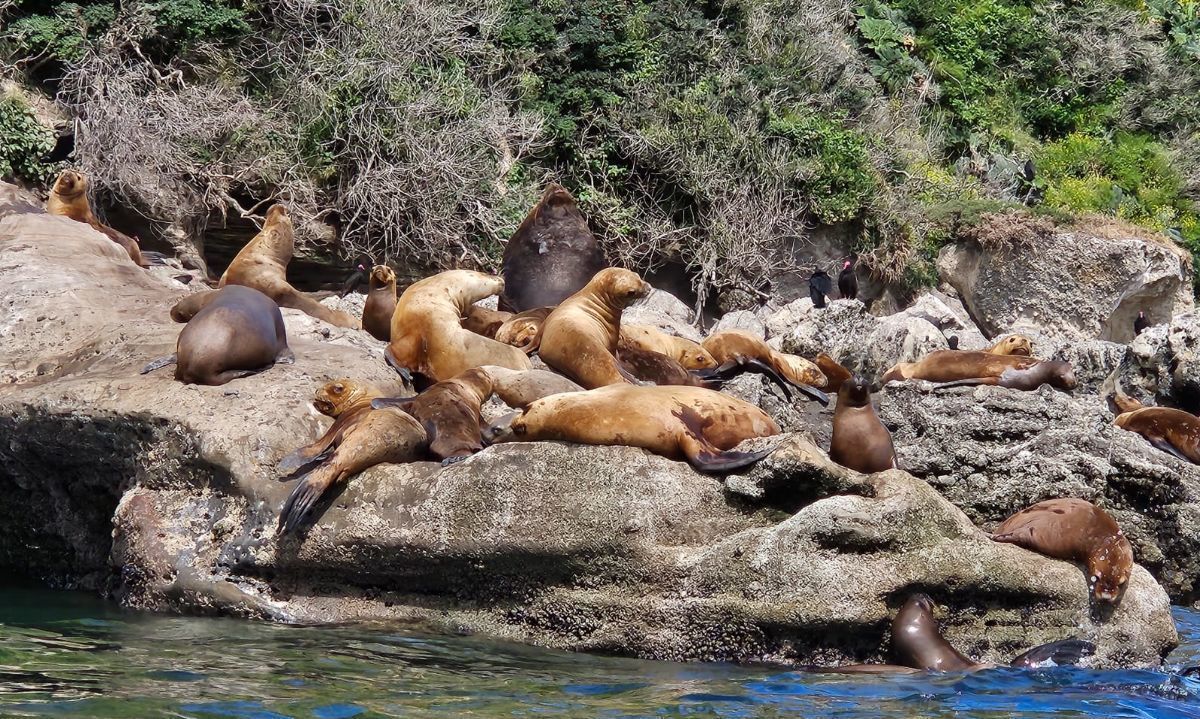 Investigan muerte de lobos marinos hallados en redes provenientes de salmonera de Aysén 
