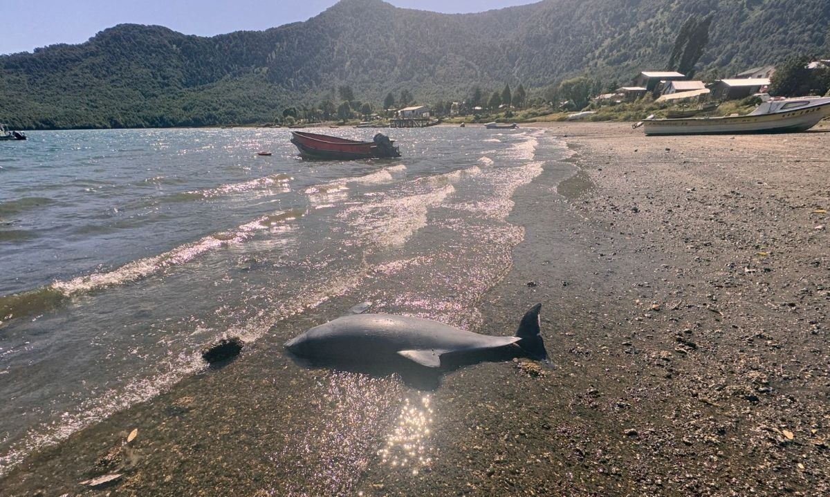 Denuncian maltrato contra delfín en costas de Aysén