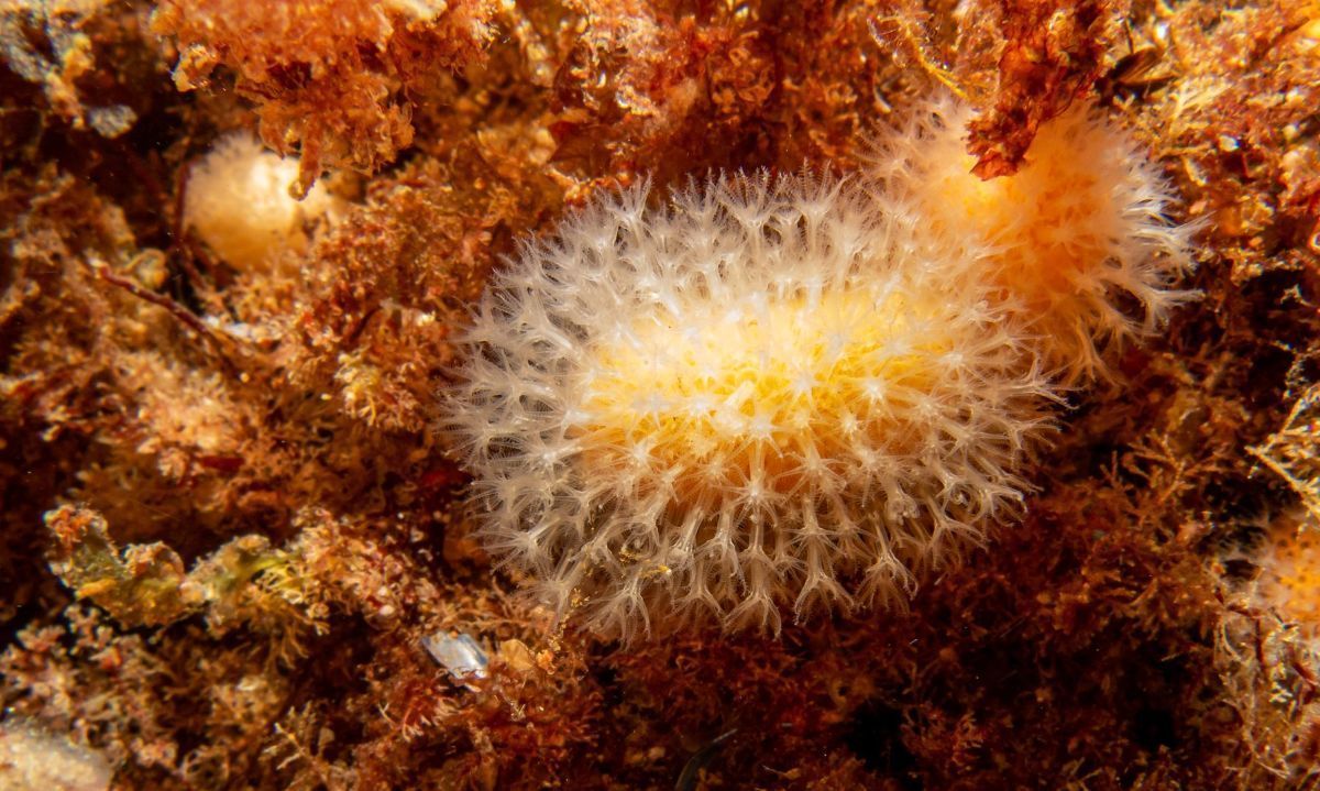 Inédito estudio reporta patrón genético del coral blando en el sur de Sudamérica y la Antártica