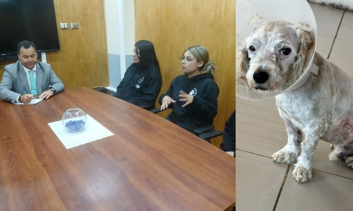 Reunión entre el municipio y la organización Patitas de Amor. Crédito: Municipalidad de Puerto Montt| @Patitasdeamor7.
