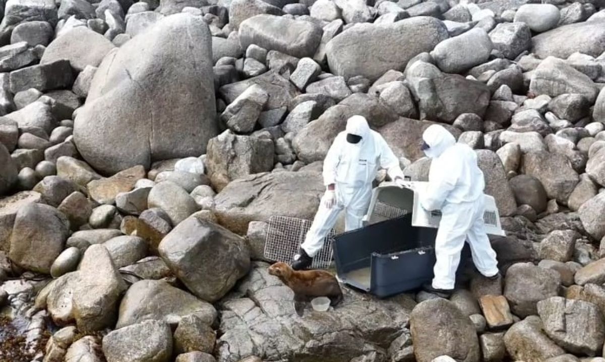 Los especialistas liberaron al animal en su hábitat natural. Crédito: Sernapesca