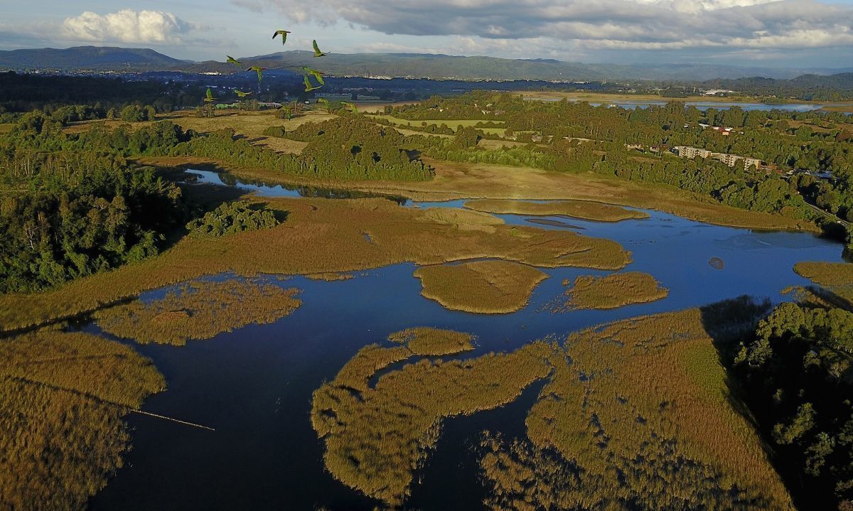 Pionero en Chile: Los Ríos cuenta con su primer Plan de Acción para la Restauración de Bosques Nativos