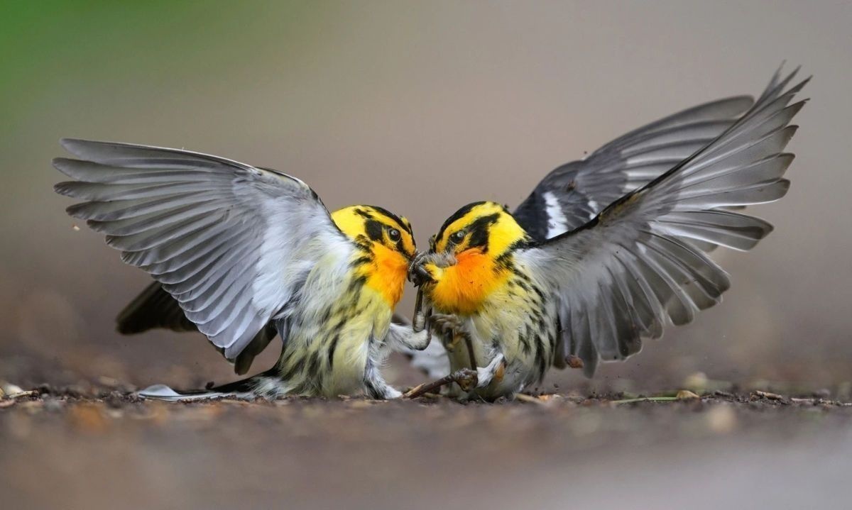 Prestigioso concurso fotográfico que destaca a las aves y su conservación llega a Chile 