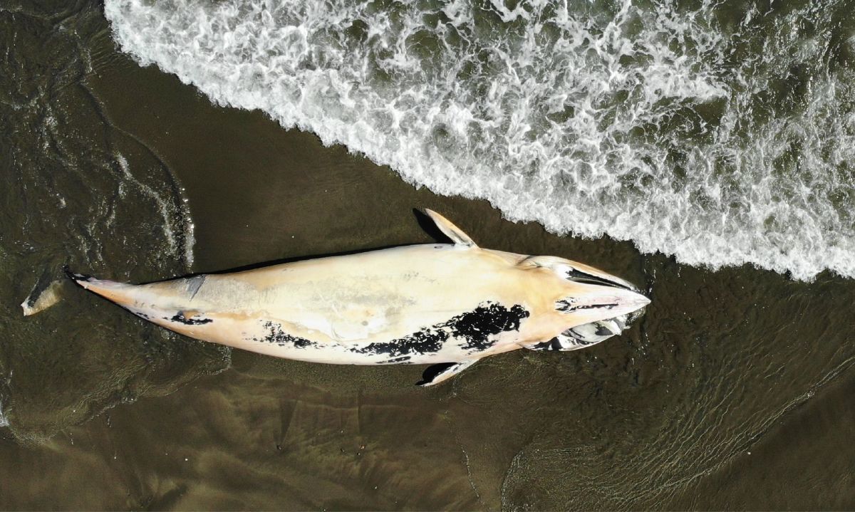 Chile tiene la tasa más alta del mundo en mortalidad de ballenas por colisiones con embarcaciones