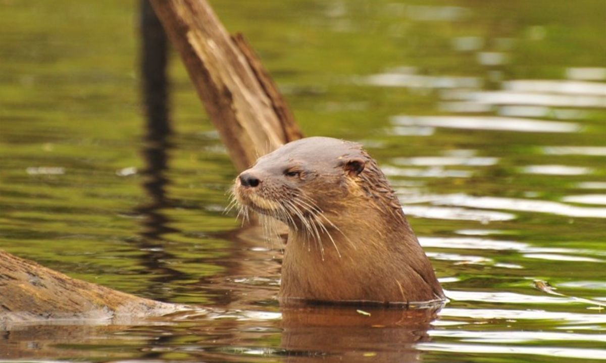 Taller alertó sobre los efectos de los atropellos de fauna silvestre en Chiloé
