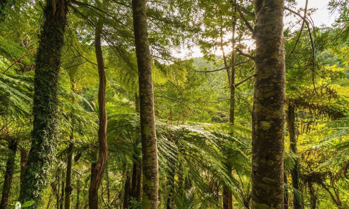 Acuerdo permitirá gestión sostenible de 1.500 hectáreas de bosques nativos y exóticos en Futrono