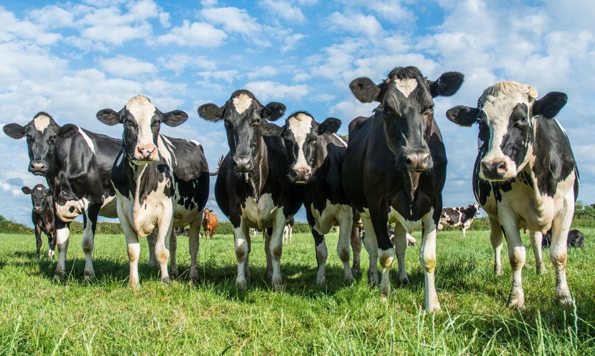 Nestlé Chile junto a sus productores logran meta de obtener el 20% de leche con prácticas regenerativas 