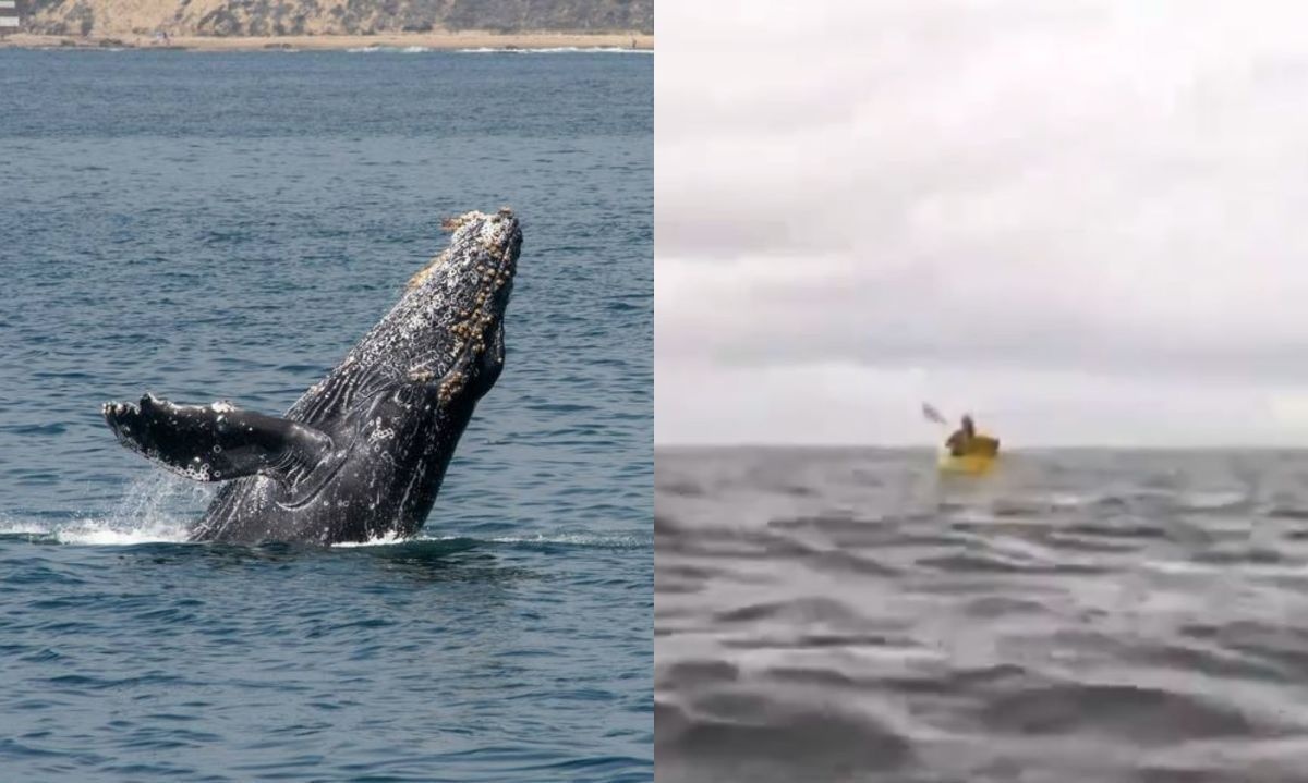 Tras video viral: aclaran que es imposible que una ballena jorobada se trague a una persona
