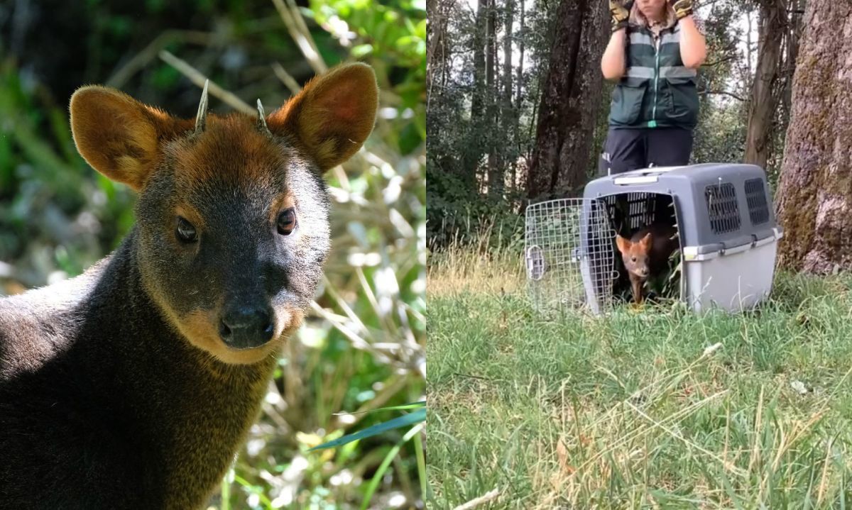 Captura de video compartida por SAG de la liberación.| Archivo pudú macho.