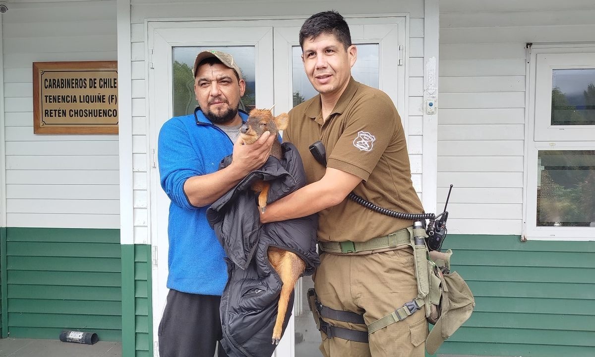 Vecino rescató a Pudú atropellado en Choshuenco