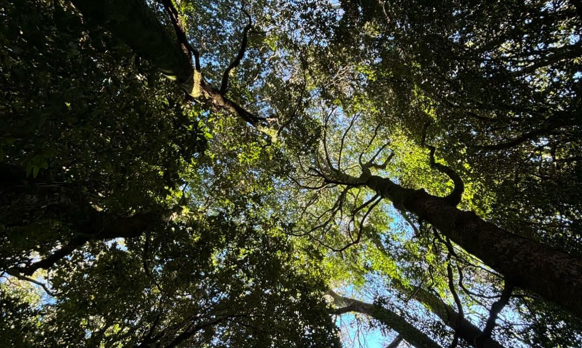 Preocupación por posibles restricciones en funciones del nuevo Servicio Nacional Forestal