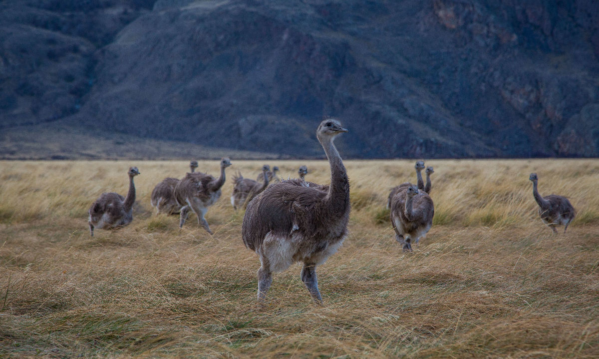 Argentina y Chile hacen historia con primera translocación binacional de fauna silvestre