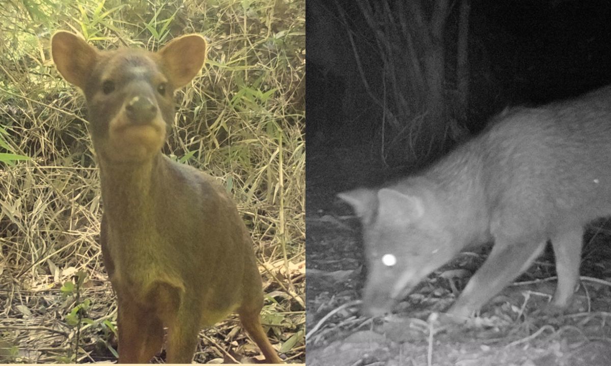 Cámaras trampas detectaron gran presencia de pudúes y zorros chilote en Parque Nacional Chiloé