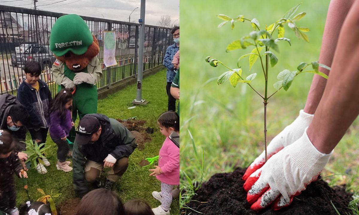 Ya está abierta la postulación al programa de arborización de Conaf Los Ríos