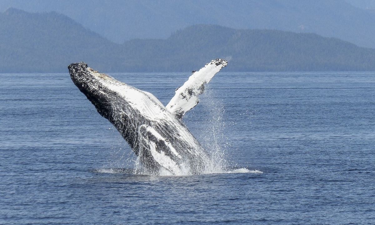 Avistan a ballena en cercanías de Puerto Aguirre