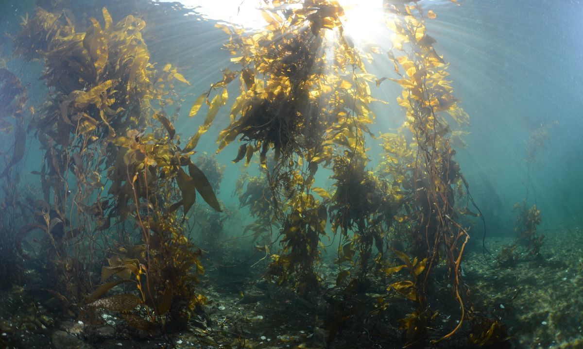 Científicos descifran increíble adaptación de los bosques de huiro en la patagonia