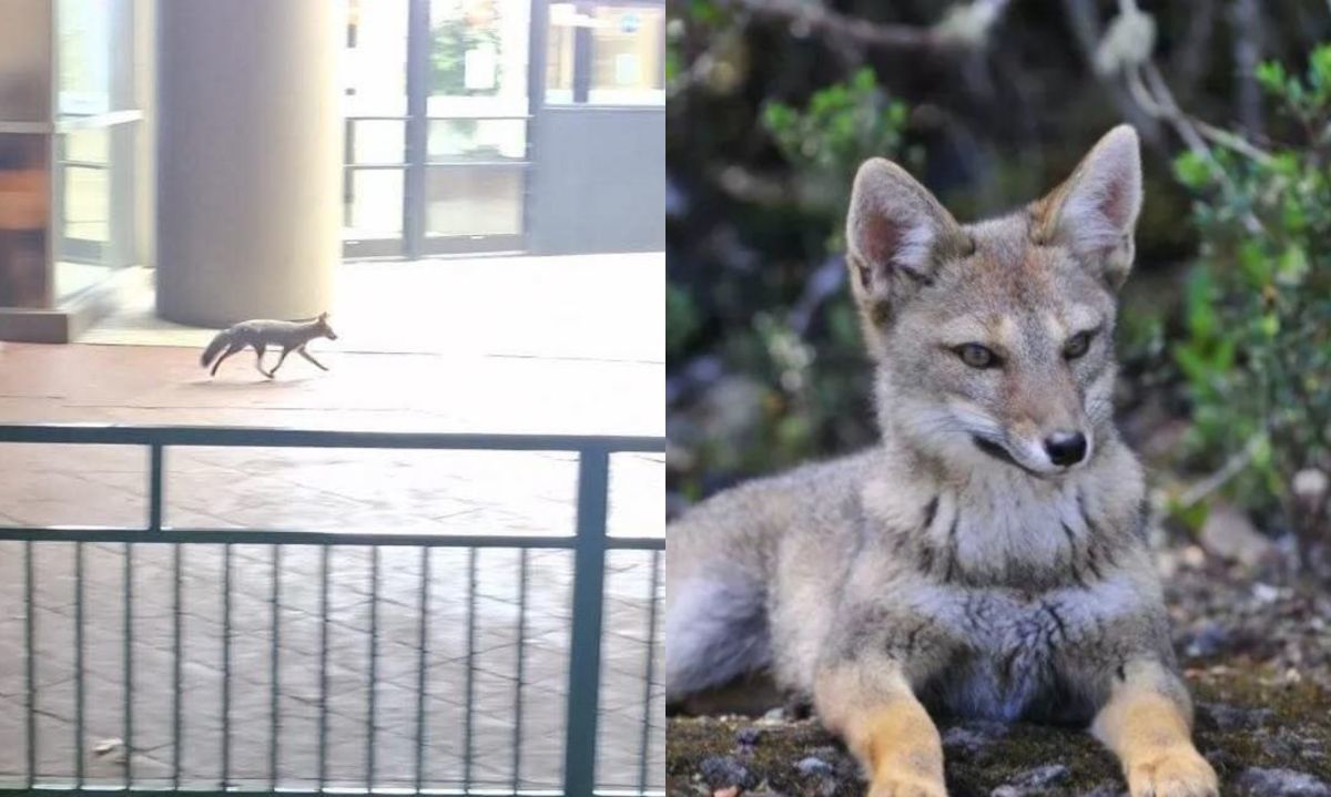 Llaman a no interactuar con fauna silvestre tras avistamiento de zorro en centro de Osorno 