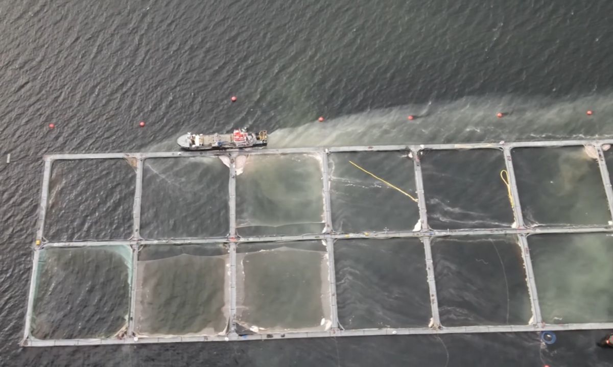 A cuatro años del desastre en Fiordo Comau: comunidades exigen salida de salmoneras de áreas protegidas