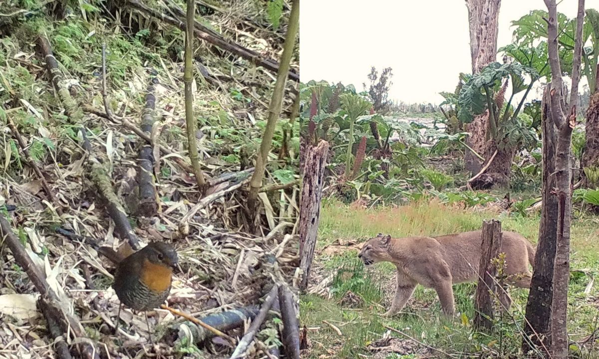 Detectan aumento de fauna nativa en Parque Nacional Pumalín Douglas Tompkins