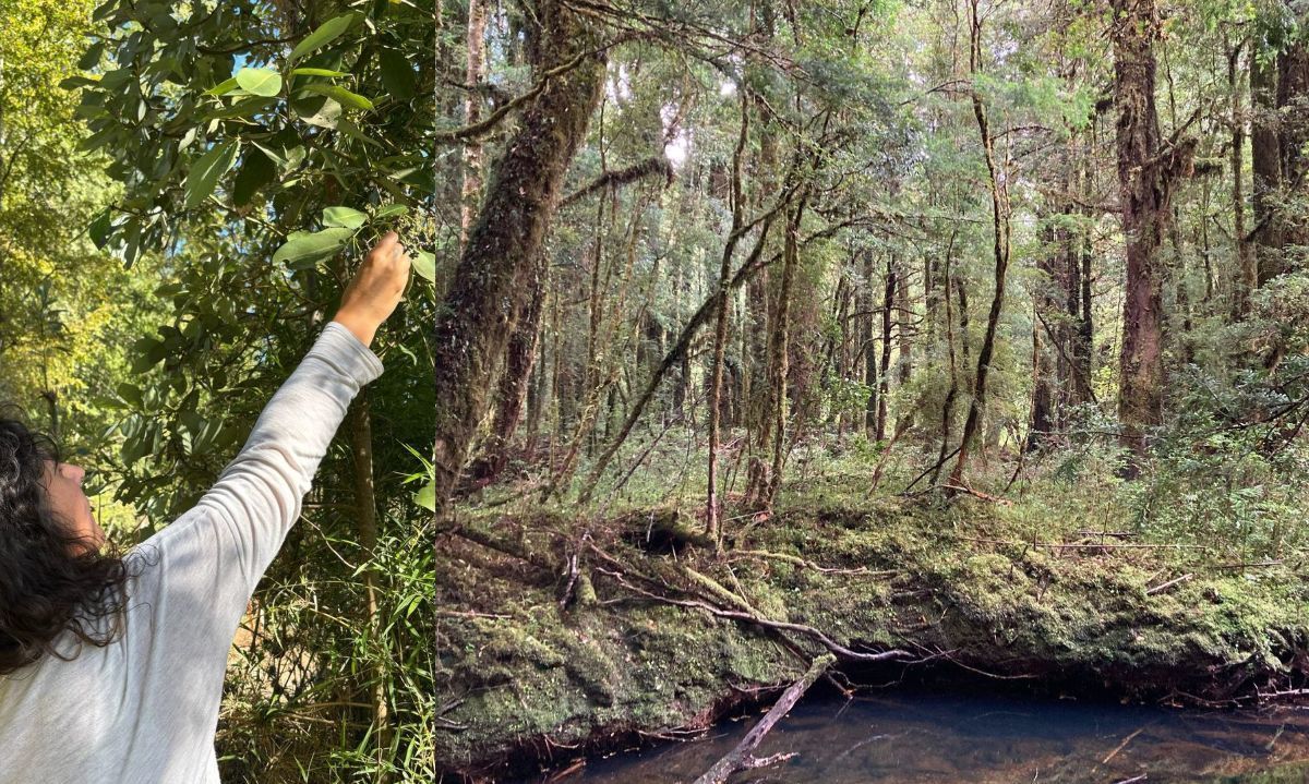 Valdivia será sede del Primer Encuentro Nacional de la Red Bosquentrama