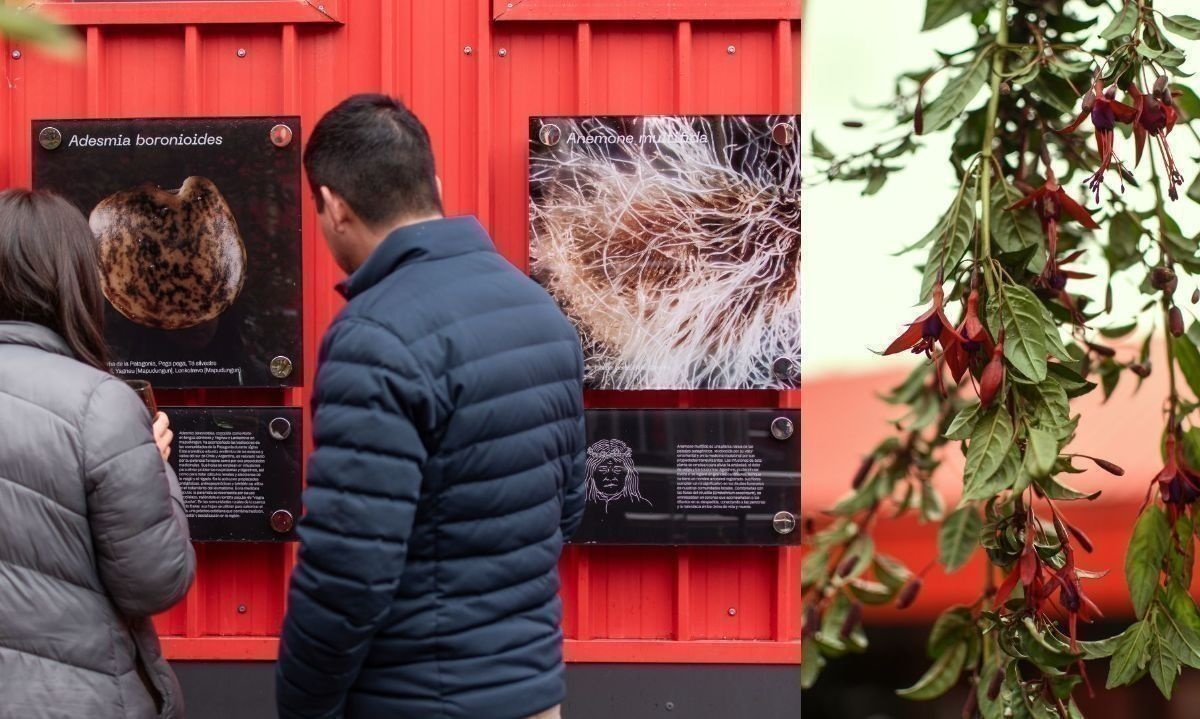 Inauguran en Cochrane primer Jardín Etnobotánico de la patagonia 