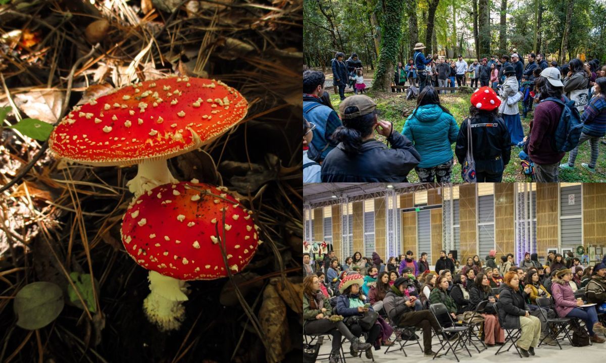 FungiFest celebra trayectoria bajo la temática "10 razones para hacer fungiturismo en Valdivia"