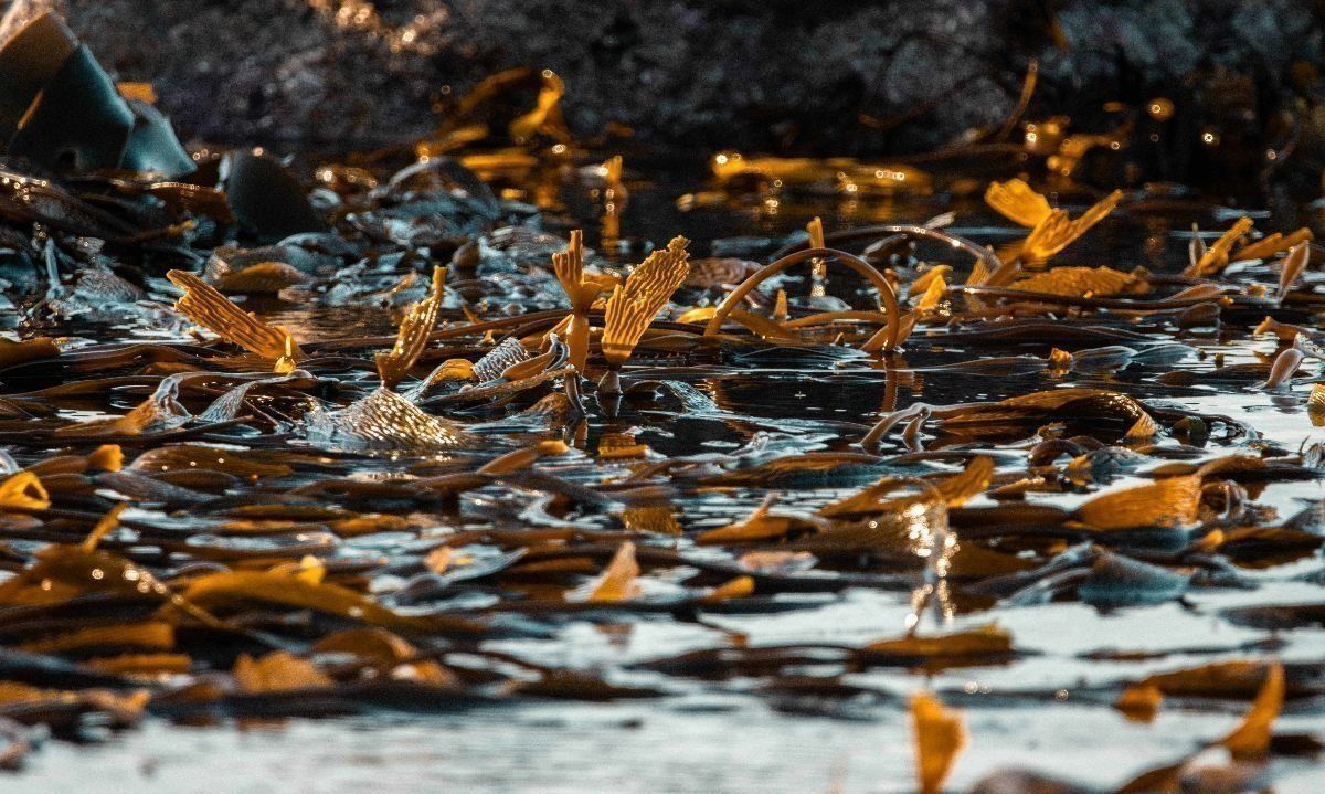 Refugio Marino de Guadei. Crédito Daniela Calderón Quirgas.