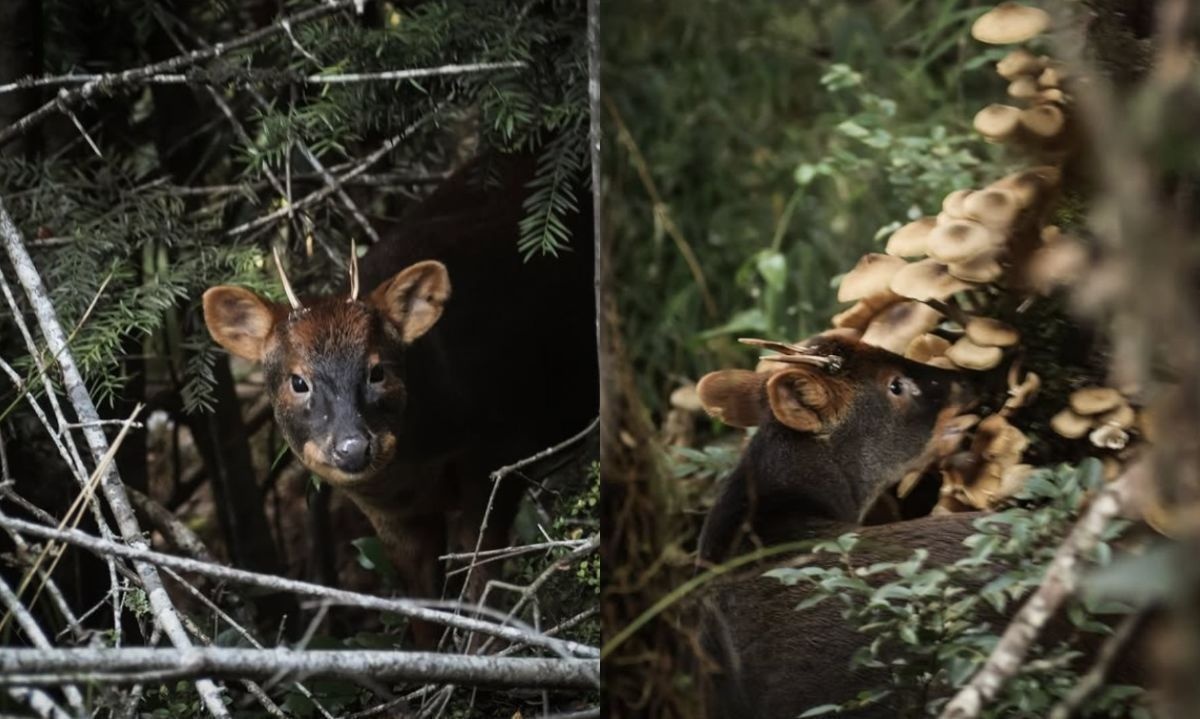 Video registra a pudú disfrutando de festín en parque de Chiloé 