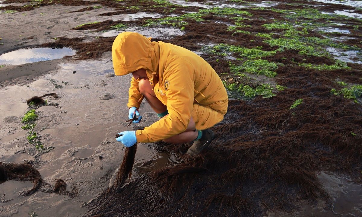 Segundo Encuentro de Mapeadores de Macroalgas reunirá a especialistas ibero-latinoamericanos