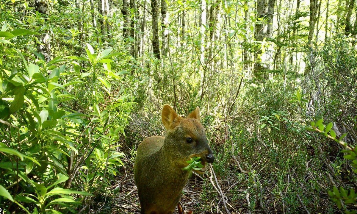 Avistan a pudú en Reserva Nacional Mocho Choshuenco 