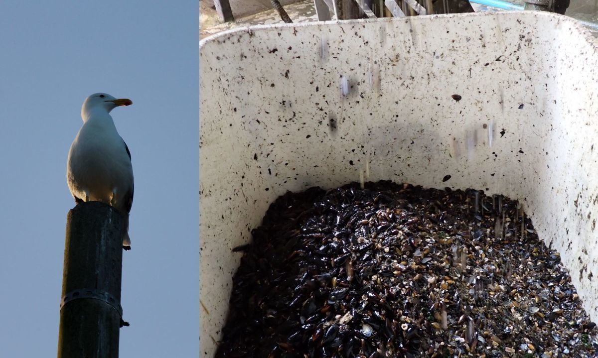 Se denunció la presencia de la especie gaviota dominicana. Crédito: SMA| Archivo.