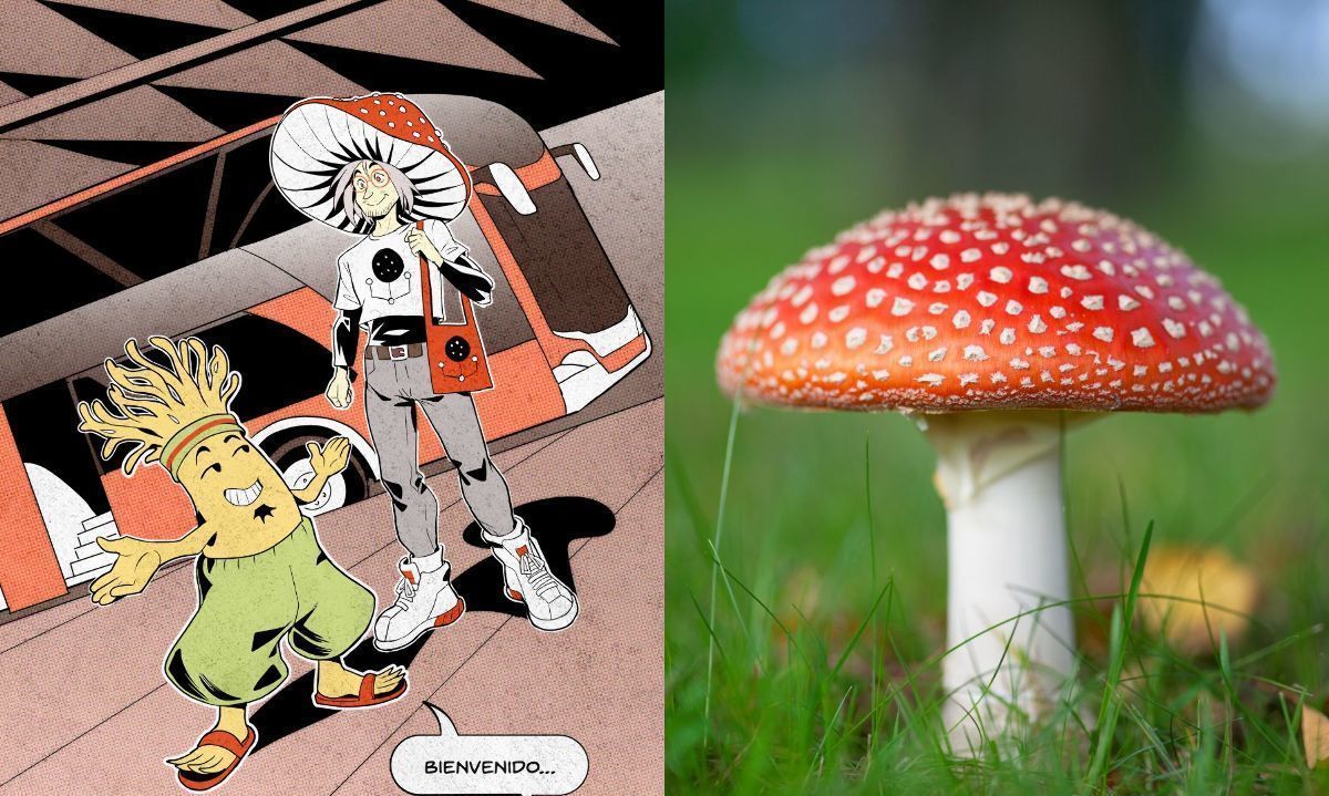 Muskariovski se inspira en una Amanita muscaria del hemisferio norte. Crédito: FungiFest| Archivo.