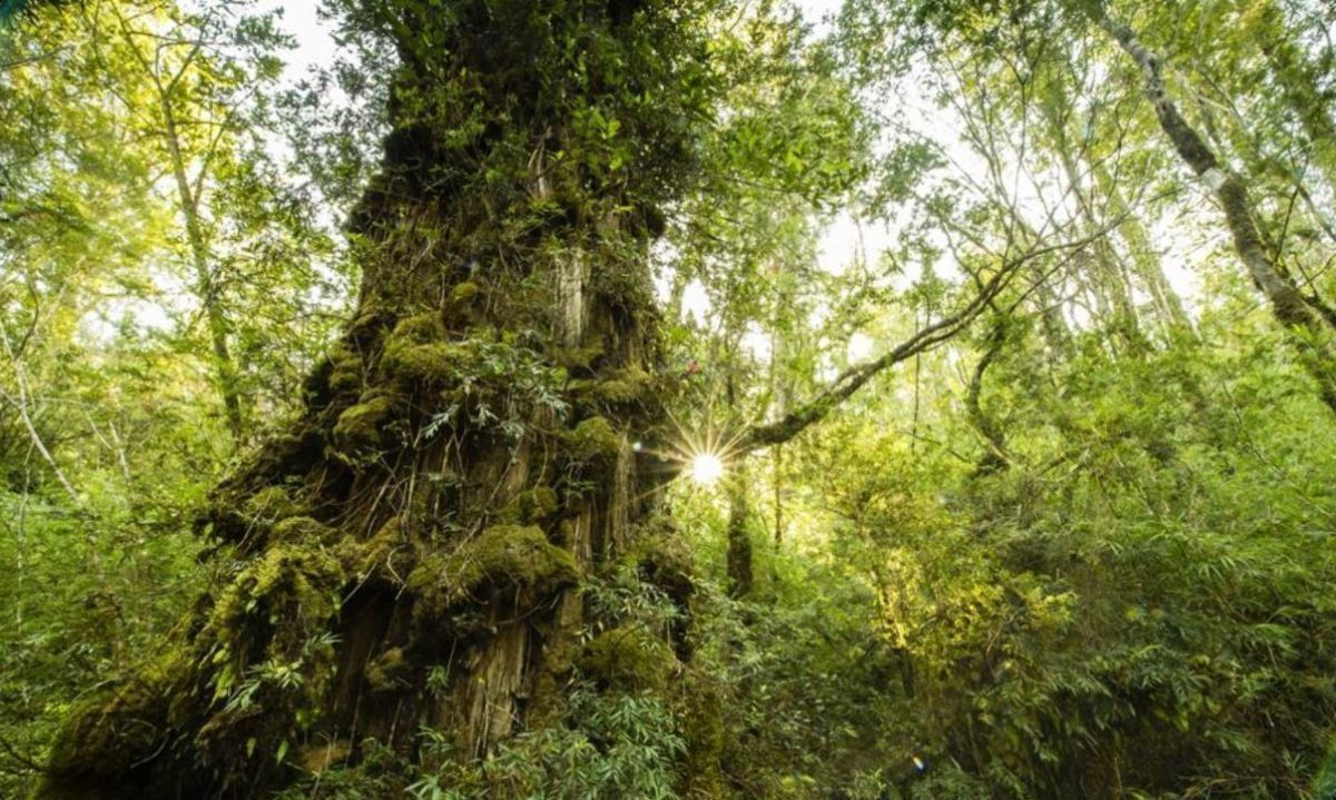Bosque de alerces. © PN Alerce Costero| Archivo.