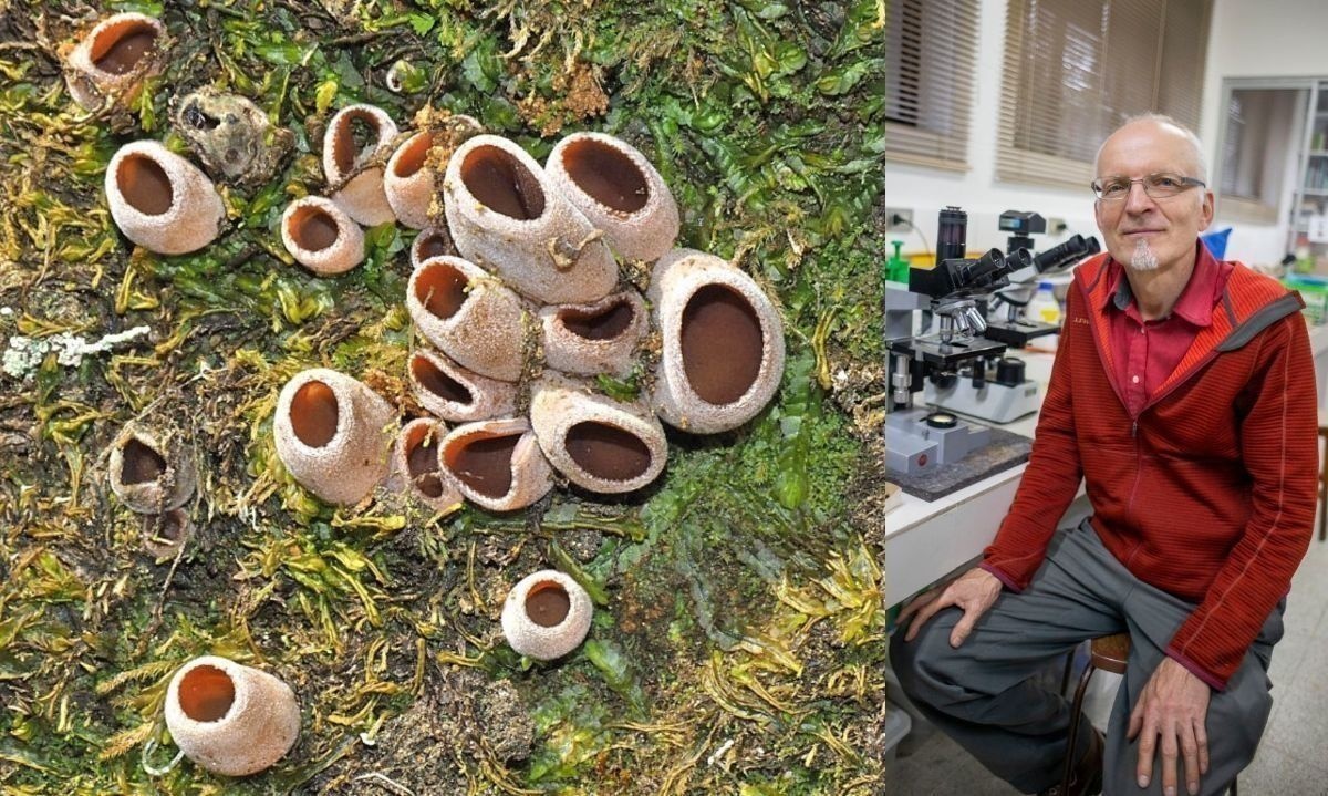 Se trata de la especie Nothojafnea thaxteri. Crédito: Cedida.