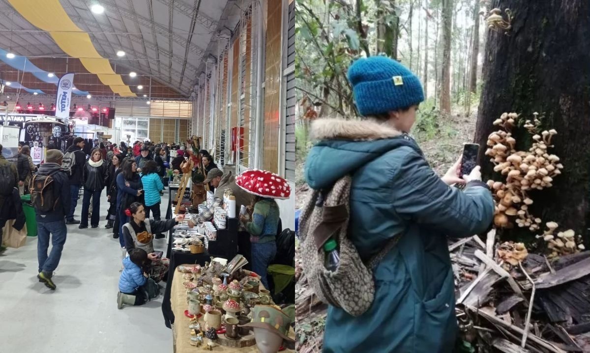 El festival se realiza en el Parque Saval de Valdivia. Crédito: FungiFest.