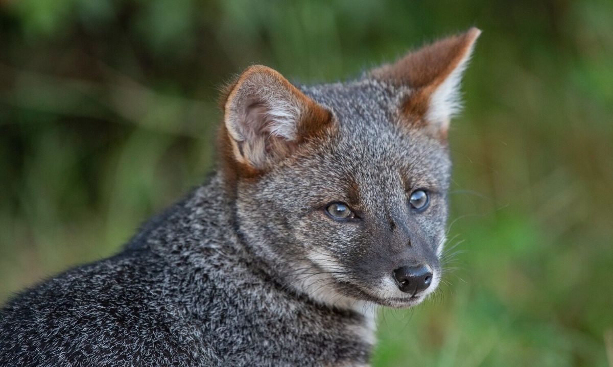 Se encontró un ejemplar de zorro de Darwin o Lycalopex fulvipes. Crédito: MMA Los Ríos.