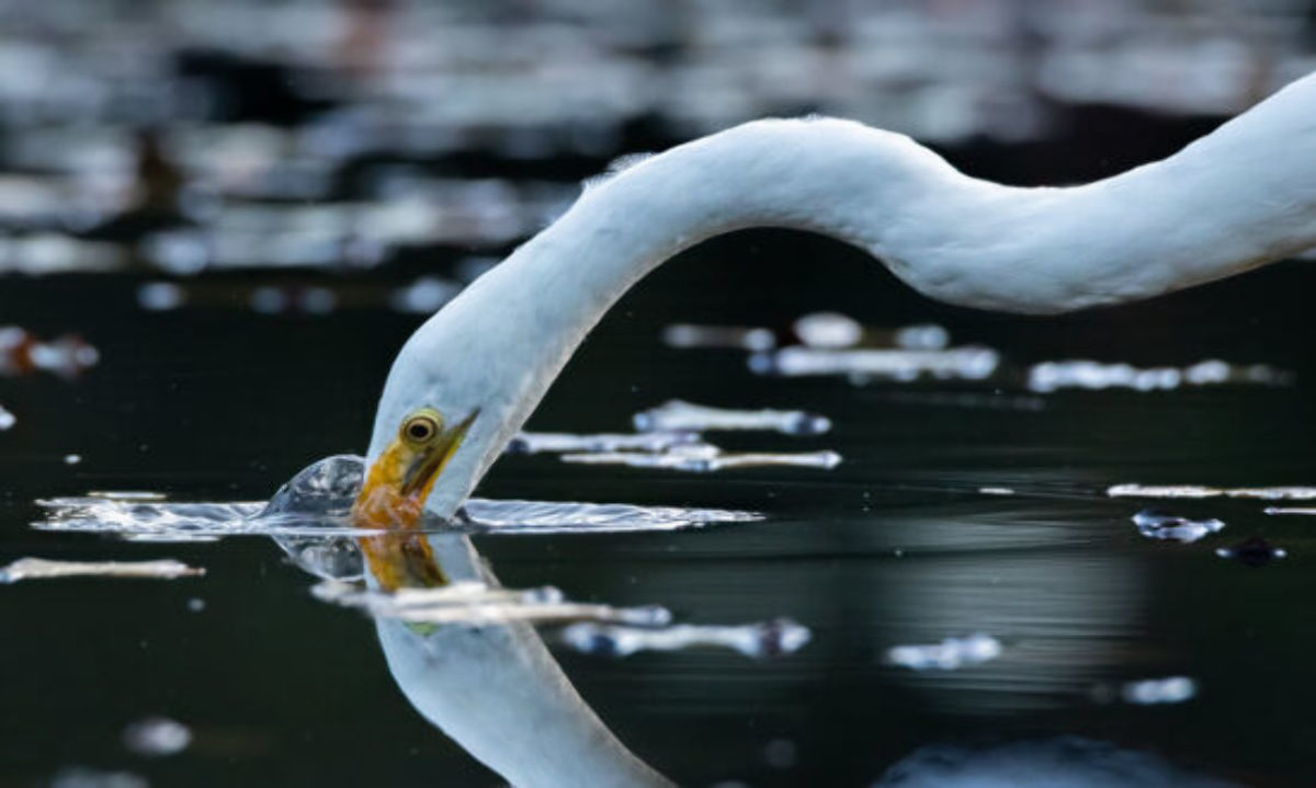 Concurso fotográfico Ojo de Pez anuncia nueva versión
