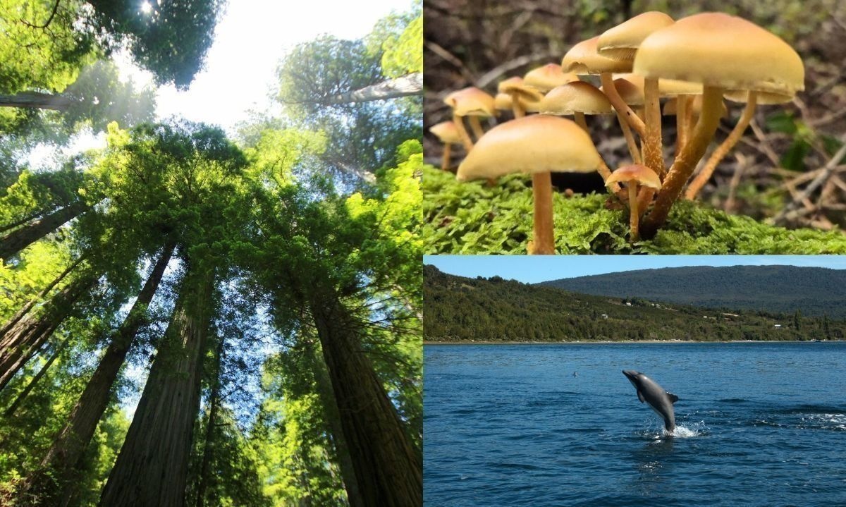 La biodiversidad la amplia variedad de plantas, animales y microorganismos. Crédito: Archivo| Cayetano Espinosa WWF.