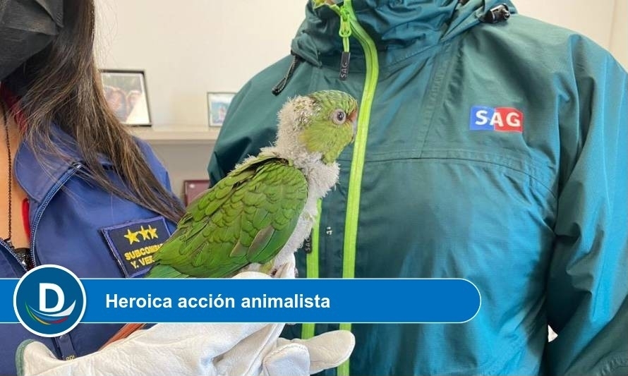 Vecino de Valdivia rescató a polluelo de cachaña de ataque perruno