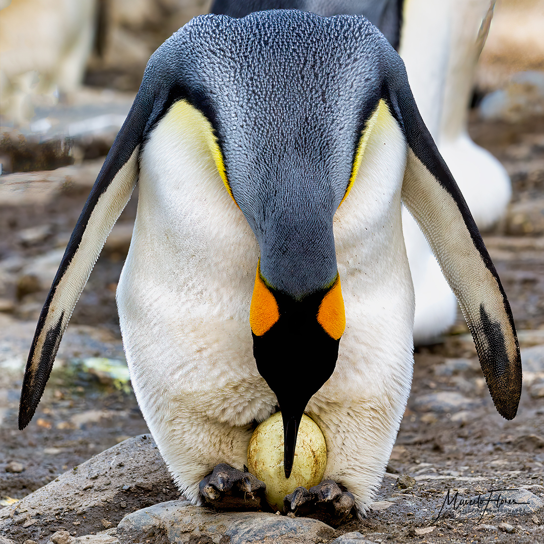 Día Mundial del Pingüino: relatos de la vida de un pingüino rey - Diario  Sostenible
